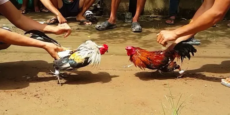 Cách tham gia cá cược đá gà Thomo trực tuyến